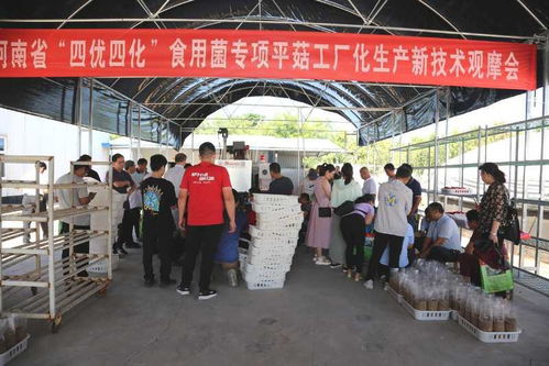 我省邁進(jìn)高質(zhì)量平菇工廠化新技術(shù)時(shí)代